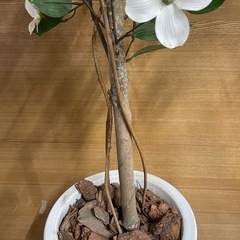 ⭐︎【e5　フェイク観葉植物】2本セットの画像