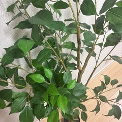 フィカスフェイクグリーン150cmの画像