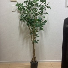 フィカスフェイクグリーン150cmの画像