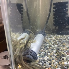 餌用どじょうの画像