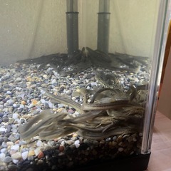 餌用どじょうの画像