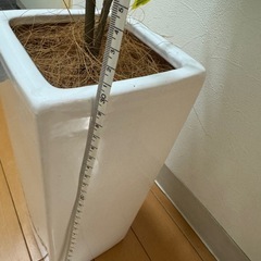 【無料・引き取り限定】観葉植物/フェイクグリーン/光触媒の画像