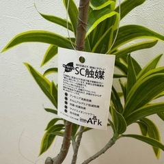【無料・引き取り限定】観葉植物/フェイクグリーン/光触媒の画像