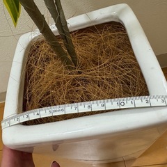 【無料・引き取り限定】観葉植物/フェイクグリーン/光触媒の画像