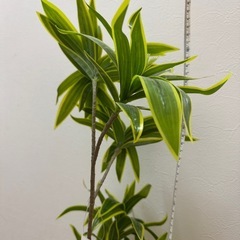 【無料・引き取り限定】観葉植物/フェイクグリーン/光触媒の画像