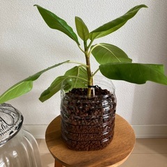 ①フィカスアルテシーマの画像