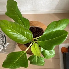 ①フィカスアルテシーマの画像