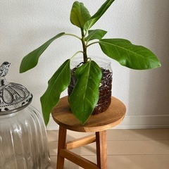 ①フィカスアルテシーマの画像