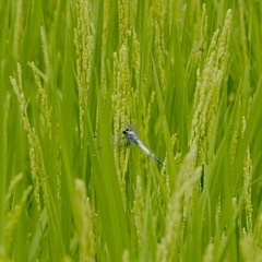 令和6年産 農薬・肥料不使用 天日干し コシヒカリ 玄米 25kg 真空パック 自然栽培米の画像