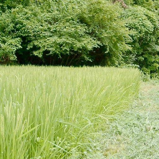 令和6年産 農薬・肥料不使用 天日干し コシヒカリ 玄米 25kg 自然栽培米 令和6年産 農薬・肥料不使用 天日干し 販売済み コシヒカリ 玄米 25kg