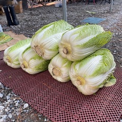 白菜の画像