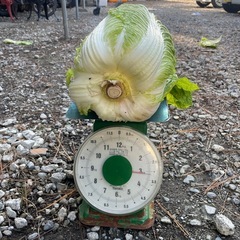 白菜の画像