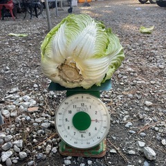白菜の画像