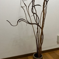 柳 インテリアの画像