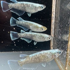 メダカ 鱗光ワイドフィン🐉 2ペアの画像