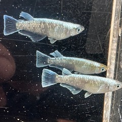 メダカ 鱗光ワイドフィン🐉 2ペアの画像