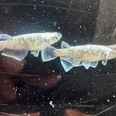 メダカ 鱗光ワイドフィン🐉 2ペアの画像