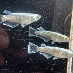 メダカ 鱗光ワイドフィン🐉 2ペアの画像