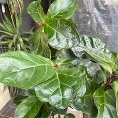 観葉植物　バンビーノ　高さ170センチの画像