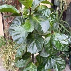 観葉植物　バンビーノ　高さ170センチの画像