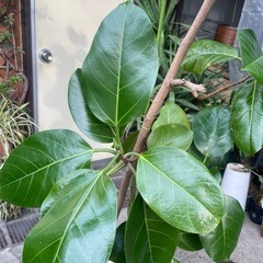 観葉植物　青アルテシマ　高さ１９０センチの画像