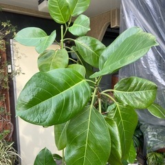 観葉植物　青アルテシマ　高さ１９０センチの画像