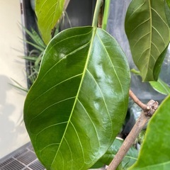 観葉植物　青アルテシマ　高さ１９０センチの画像