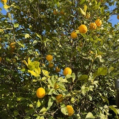 レモン10個の画像