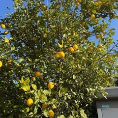 レモン10個の画像