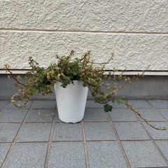 アイビー・ダックフットの画像