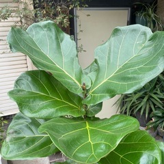 観葉植物　リラータ　高さ１８０センチの画像