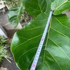 観葉植物　リラータ　高さ１８０センチの画像