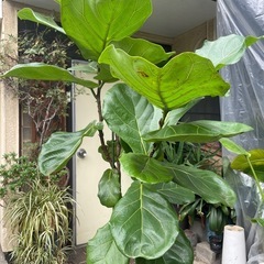 観葉植物　リラータ　高さ１８０センチの画像