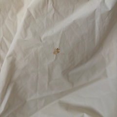 洗濯物 雨 花粉カバーの画像