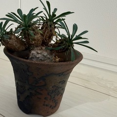 ユーフォルビア・峨眉山
の画像