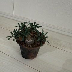 ユーフォルビア・峨眉山
の画像