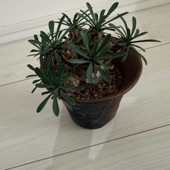 ユーフォルビア・峨眉山
の画像