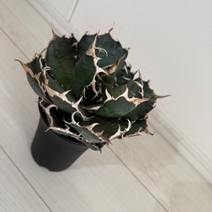 アガベ白鯨の画像