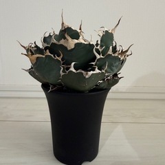 アガベ白鯨の画像