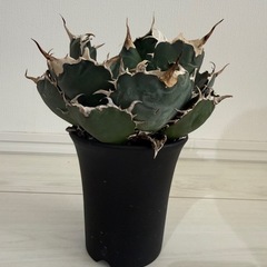 アガベ白鯨の画像