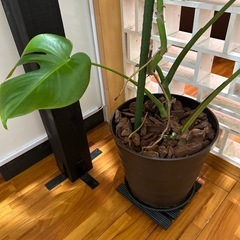 モンステラの画像