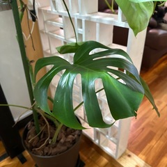 モンステラの画像