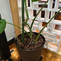 モンステラの画像