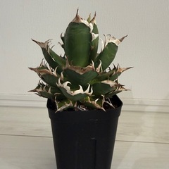 アガベレッドキャットウィーズル の画像