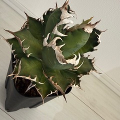 アガベレッドキャットウィーズル の画像