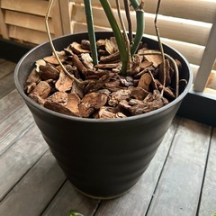 モンステラの画像