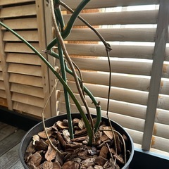 モンステラの画像