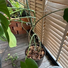 モンステラの画像