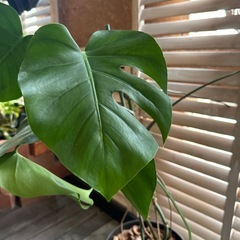 モンステラの画像