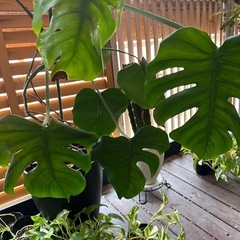 モンステラの画像